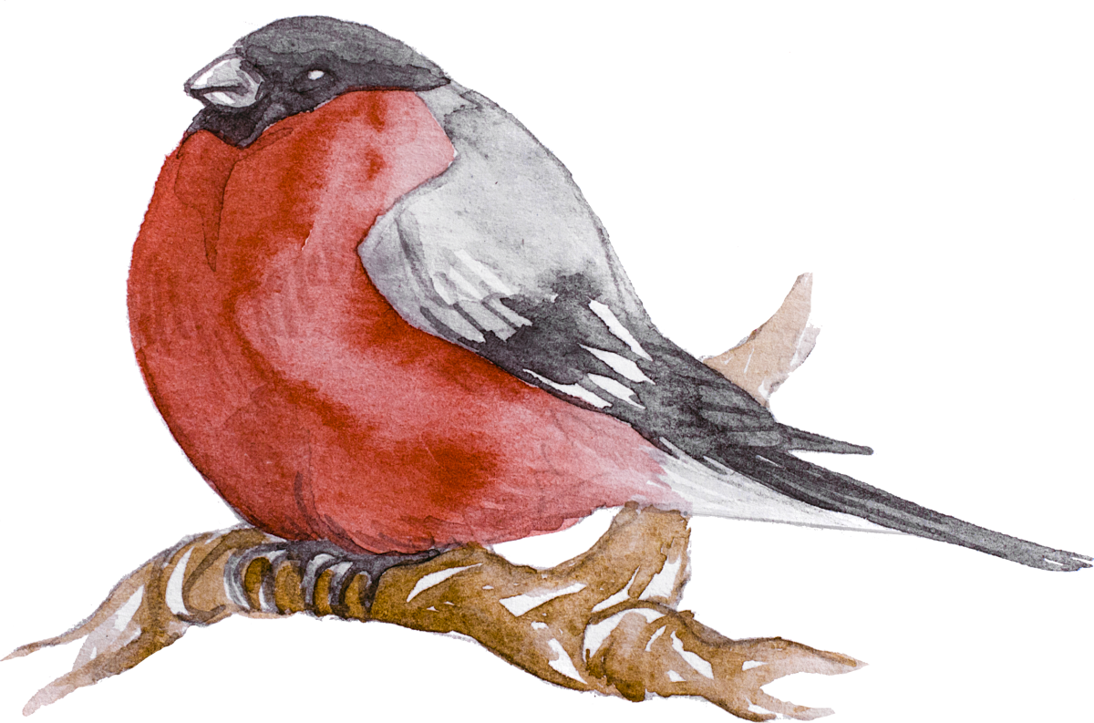 Щегол раскраска для детей