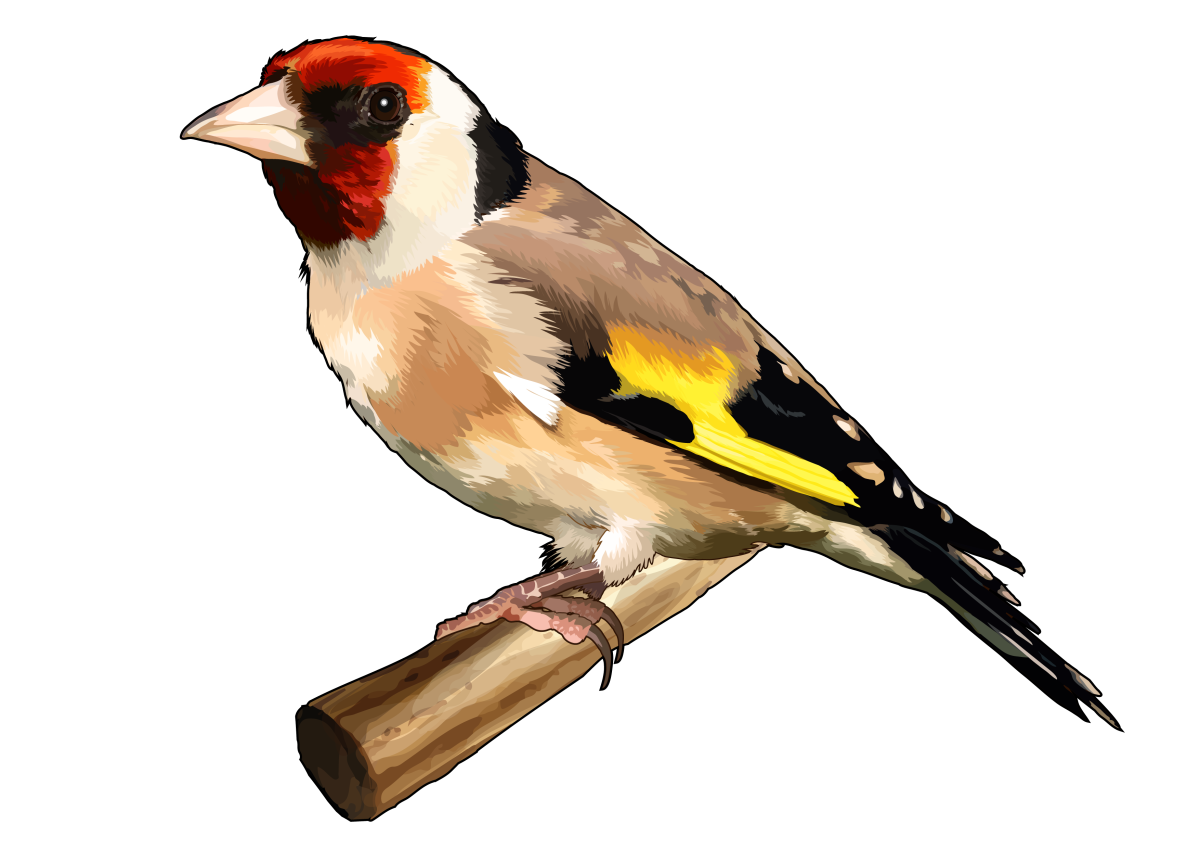 Щеглята для детей