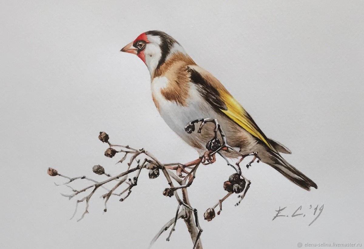 Щегол ударение