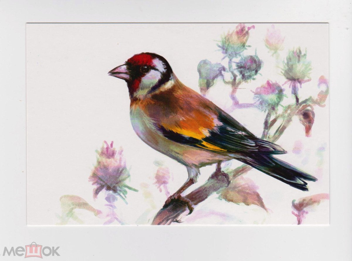 Goldfinch Fabritius