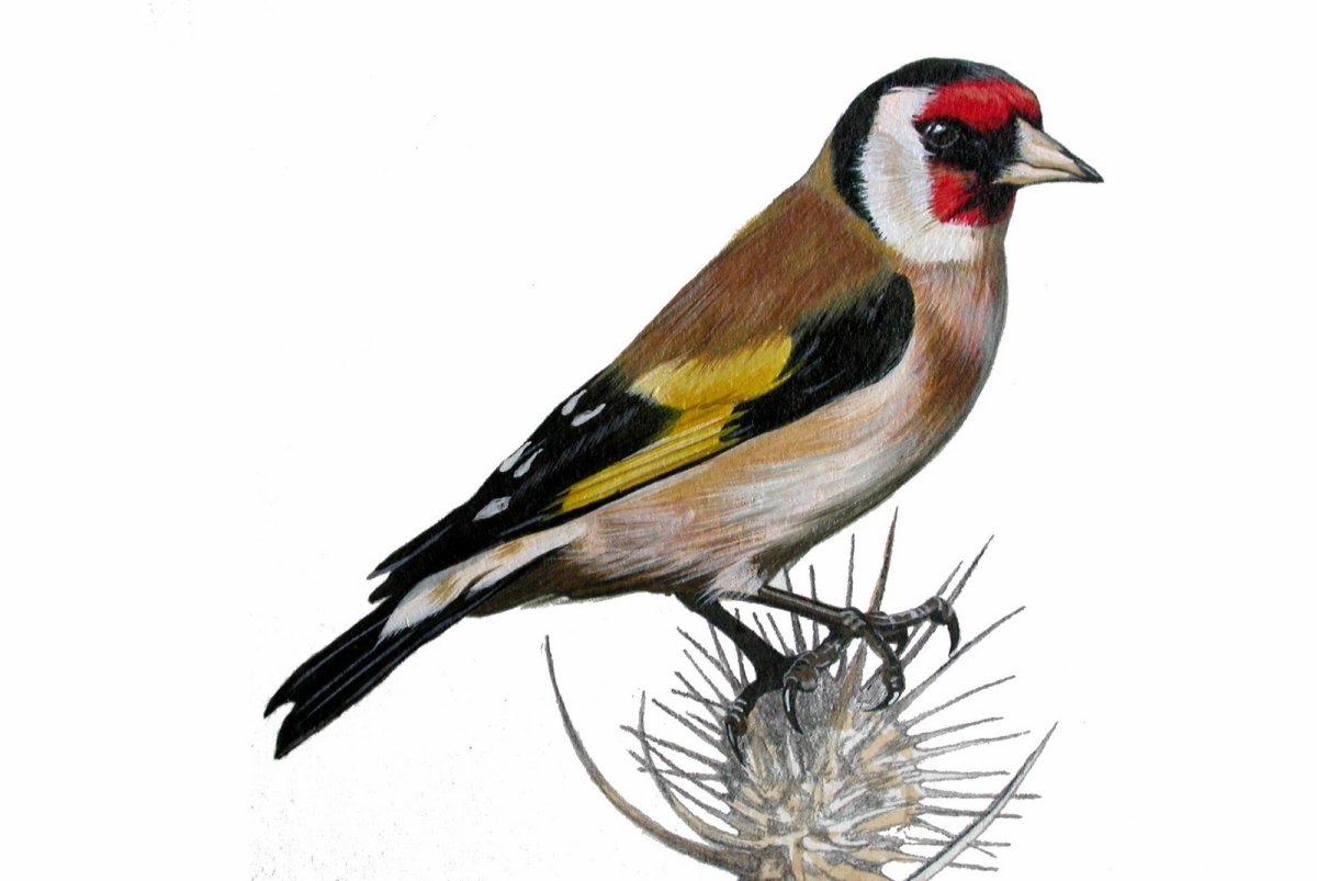 Щегол птица раскраска