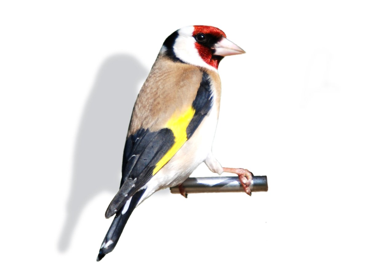 Канарейка раскраска