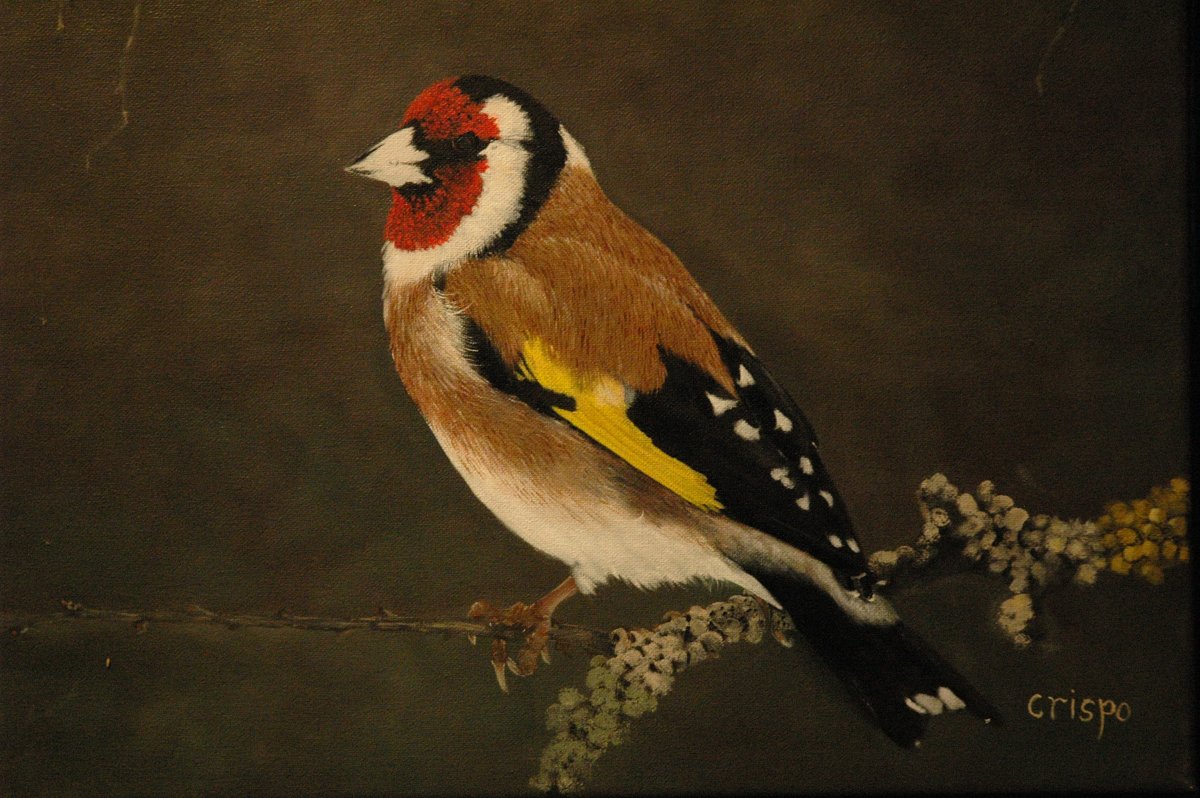 Щегол для детей