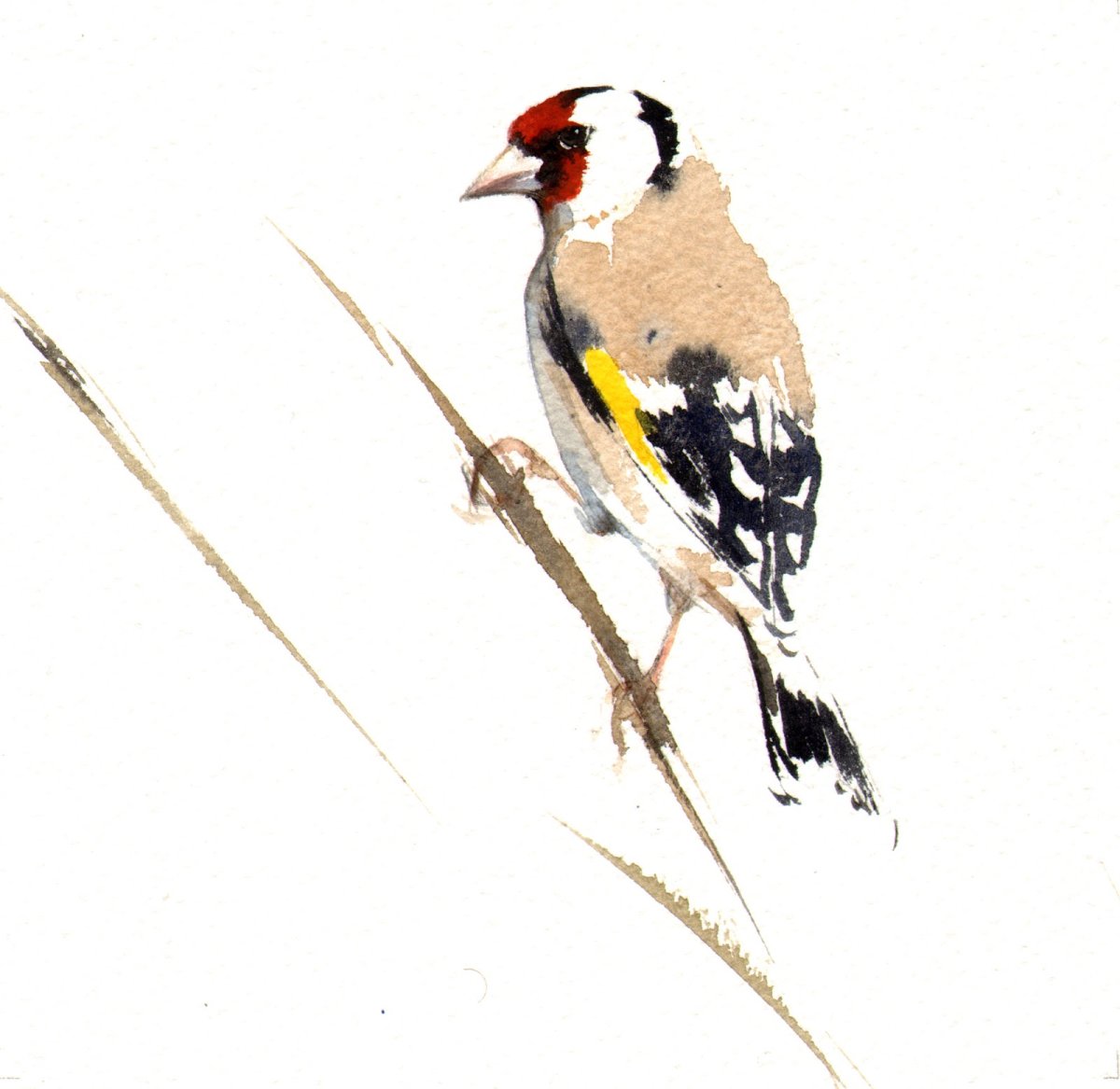 Раскраска птицы Снегирь