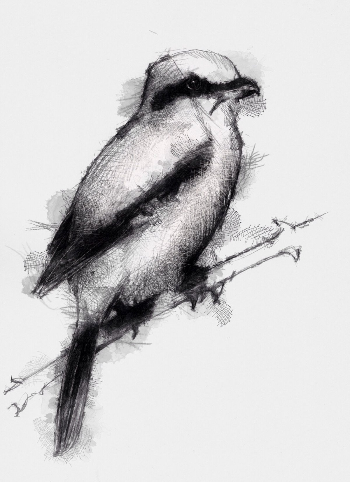 Щегол раскраска для детей