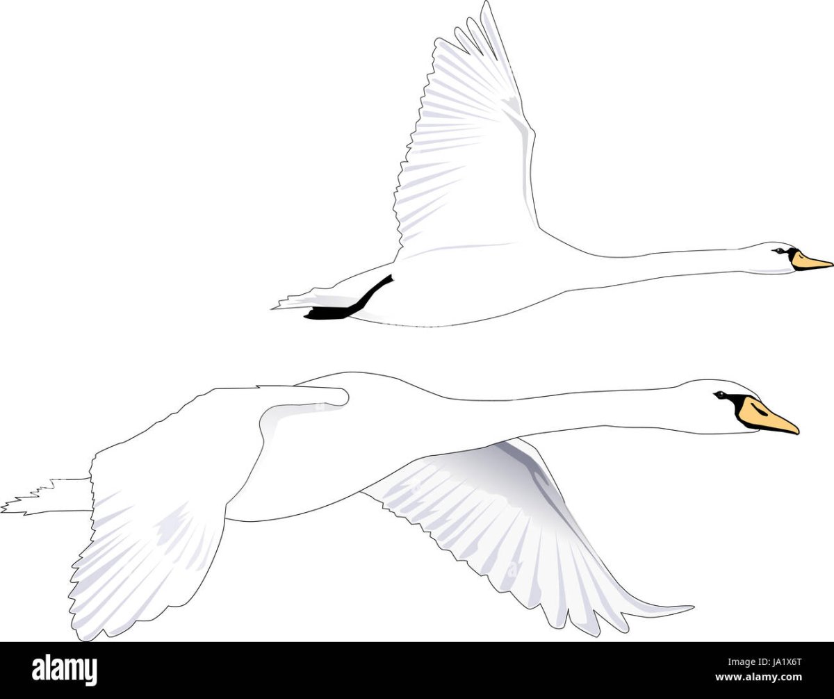 Летящий лебедь рисунок карандашом