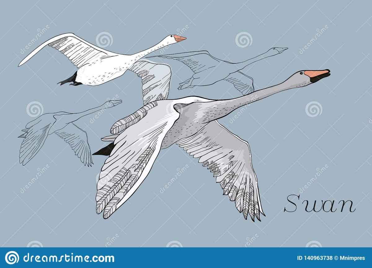 Нарисовать лебедя летучего