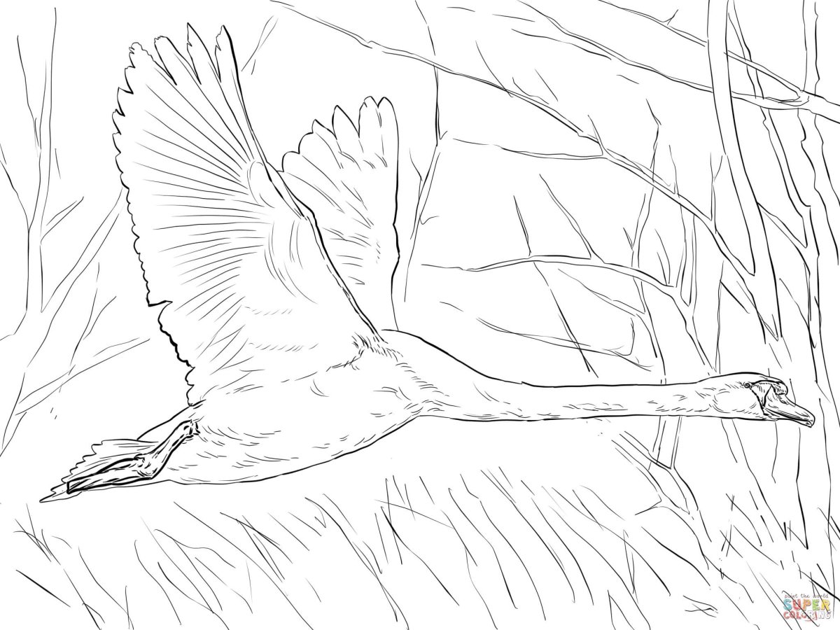 Раскраски перелетные птицы для детей журавль