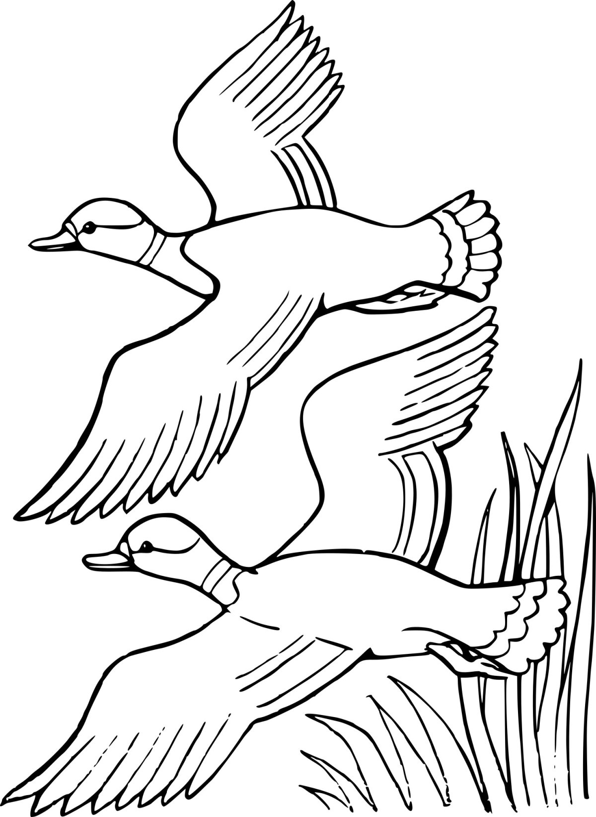 Гуси утки раскраска