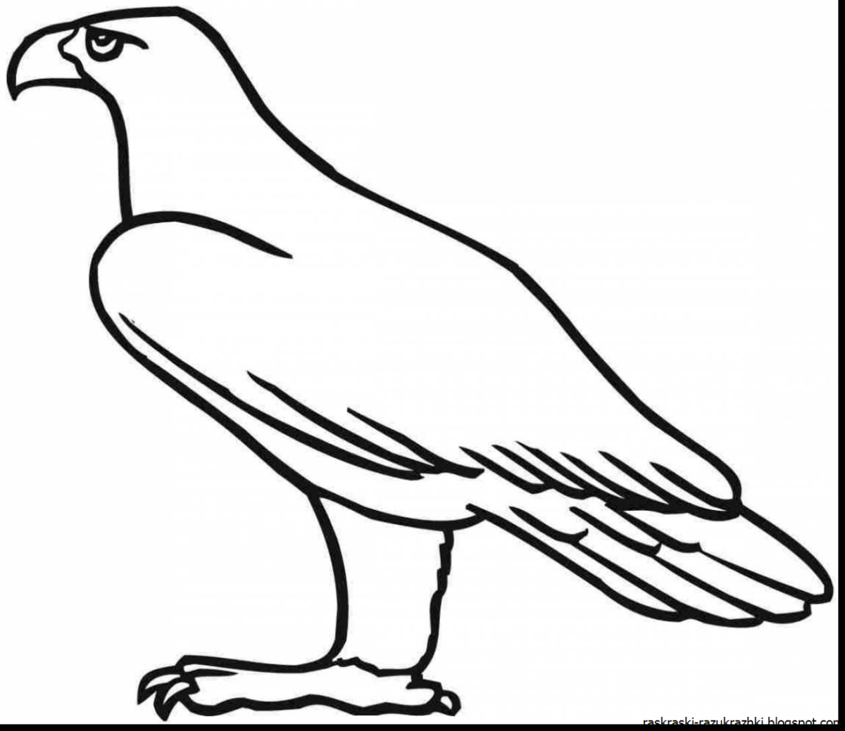 Белоголовый Орлан раскраска