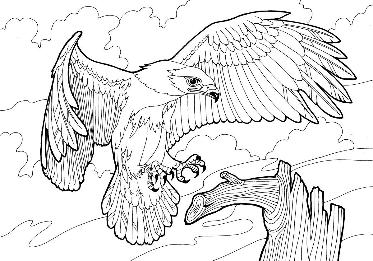 Орел раскраска для детей