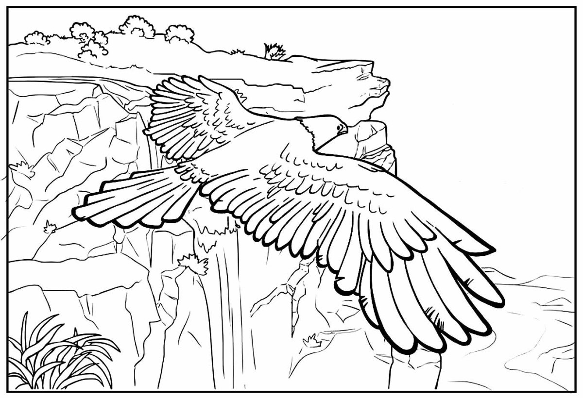 Расскраска Степной орёл