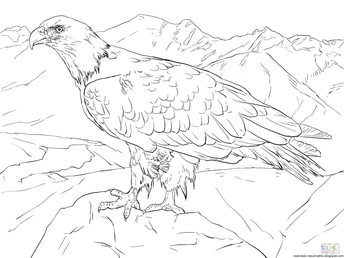 Орел раскраска
