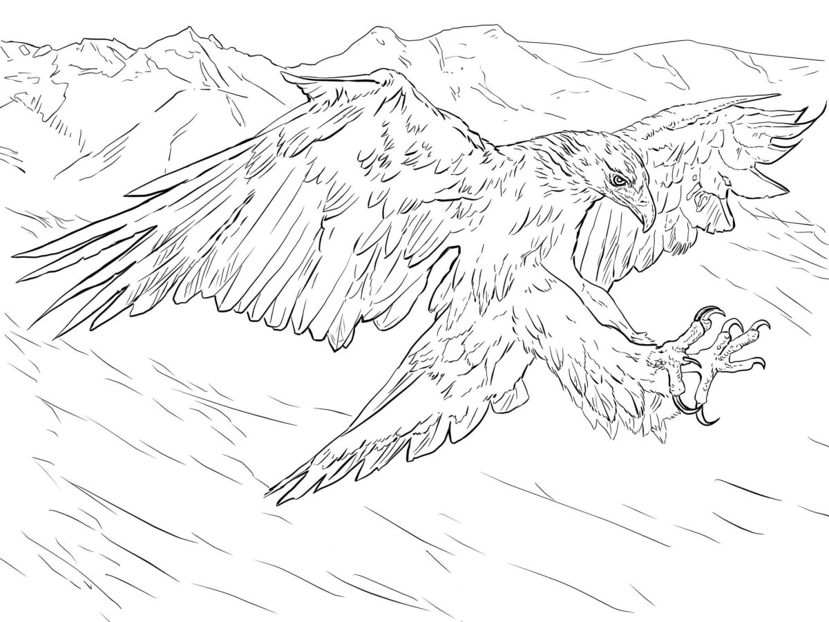 Орёл рисунок карандашом для детей