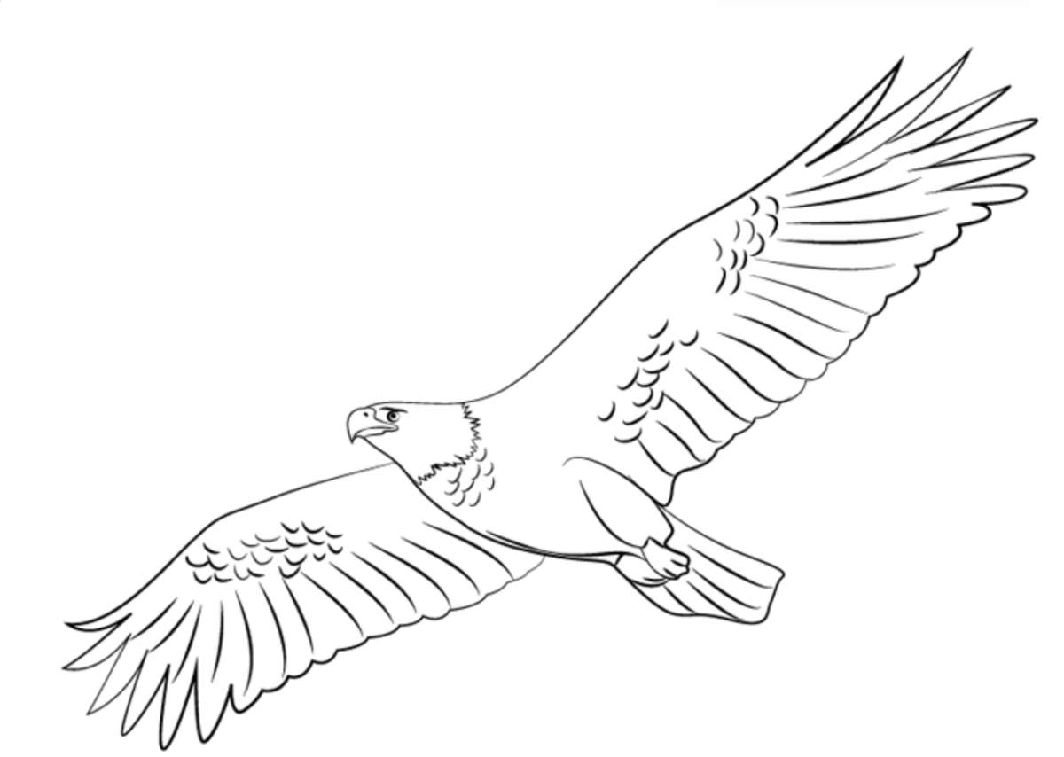 Орел эскиз контур
