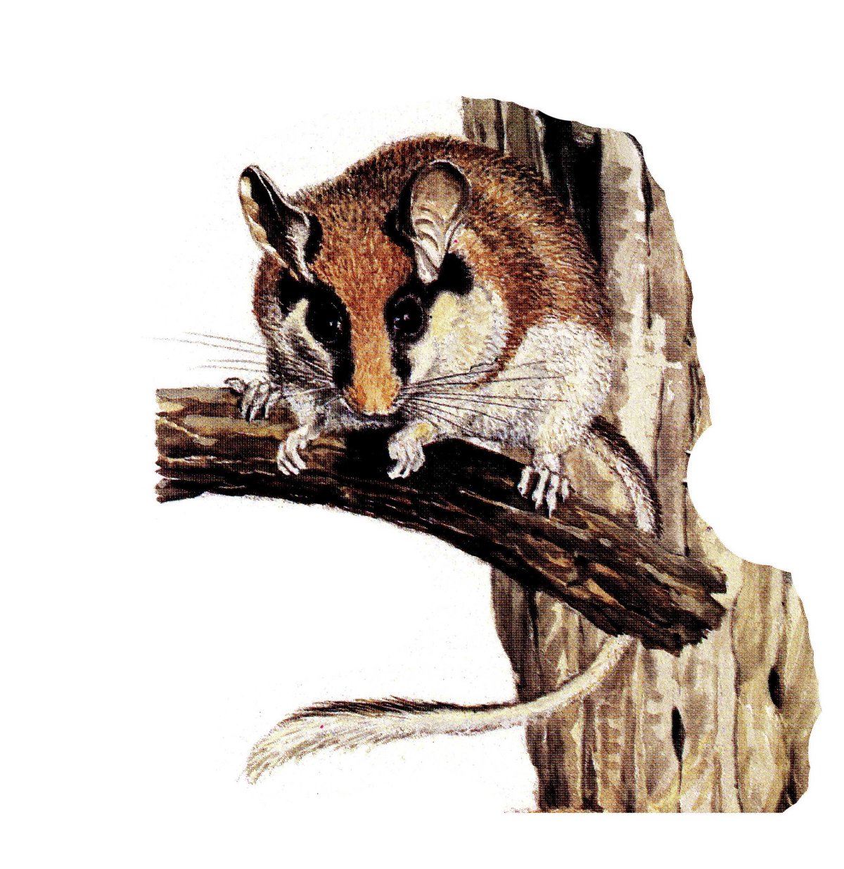 Садовая Соня eliomys quercinus