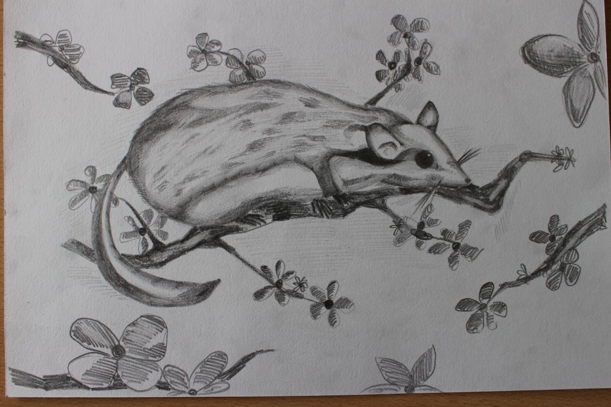 Соня рисунок