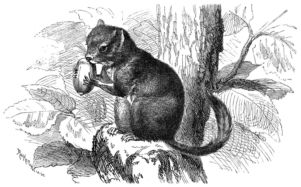 Орешниковая Соня рисунок