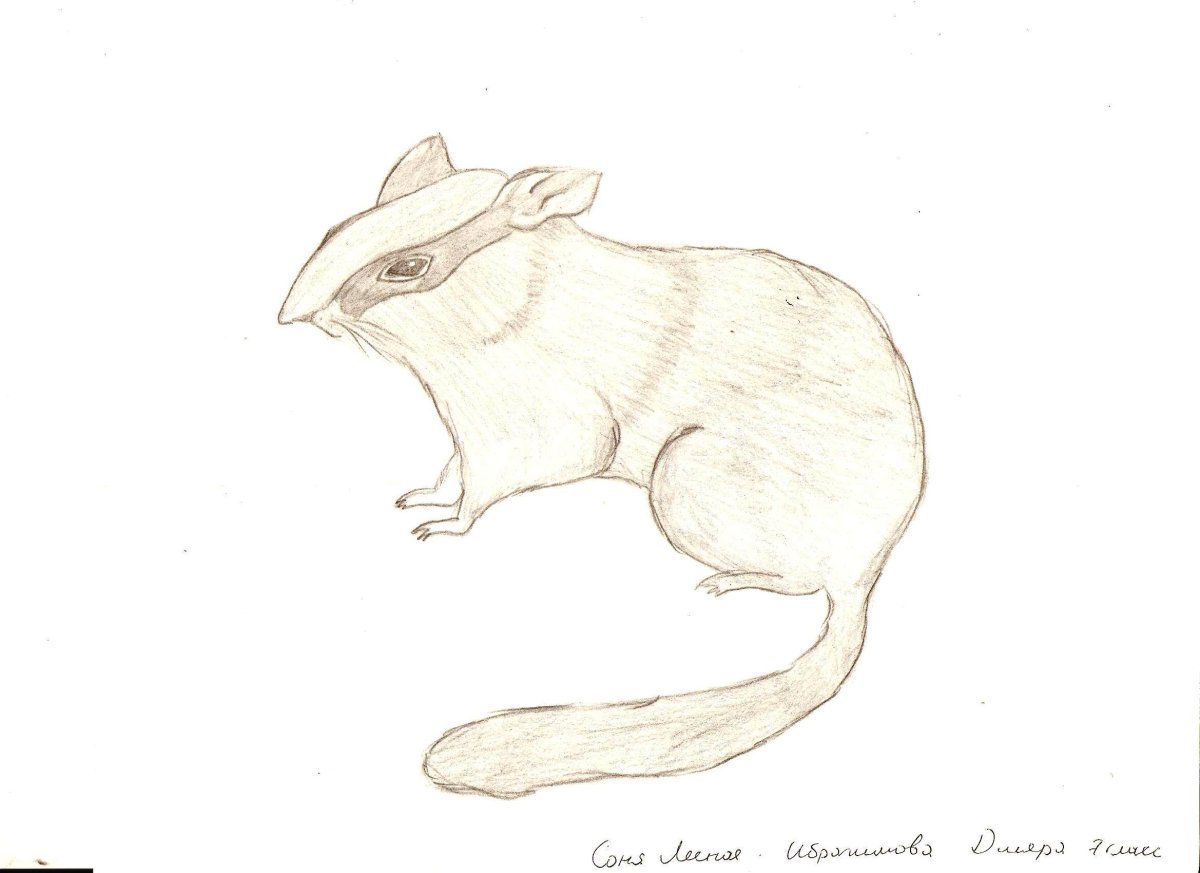 Лесная Соня раскраска