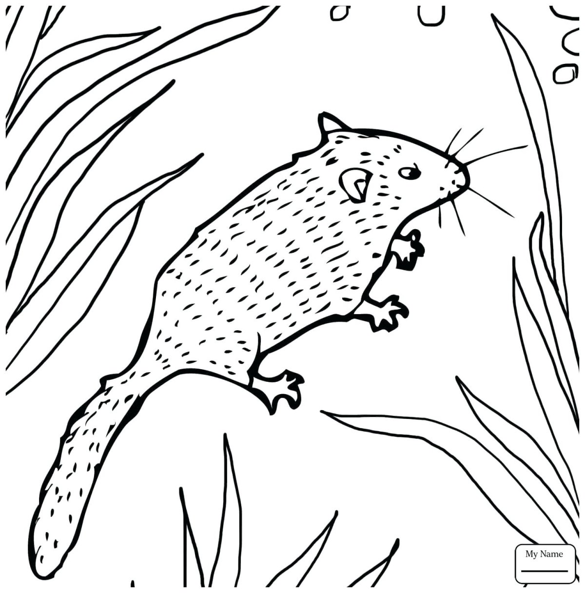 Лесная мышь раскраска