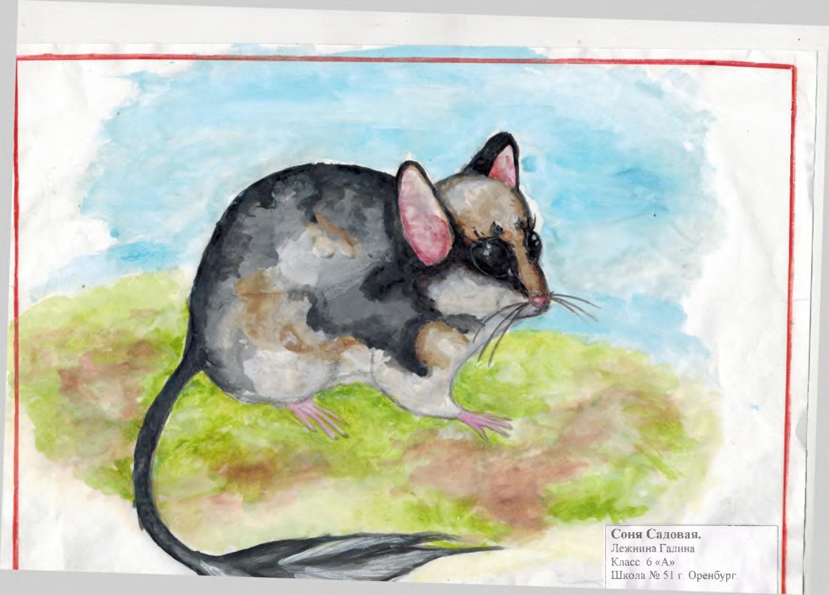 Соня Садовая карандашом