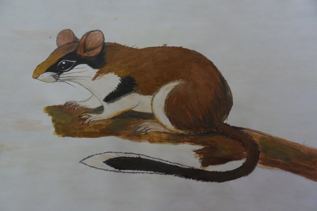 Садовая Соня