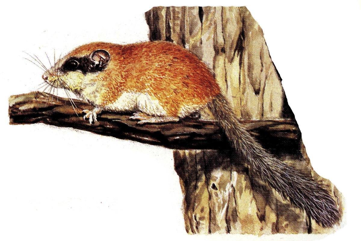 Соня Лесная dryomys nitedula (Pallas, 1778)