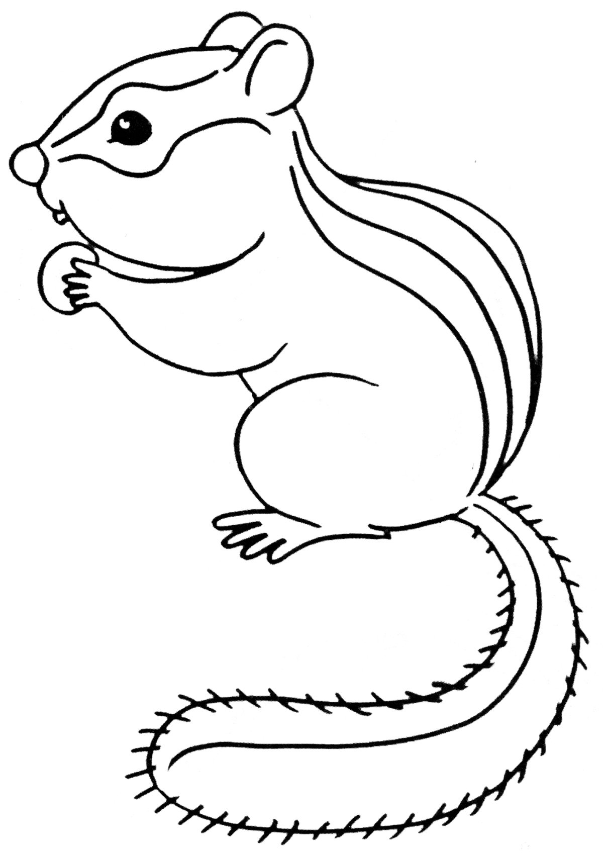 Бурундук раскраска для детей