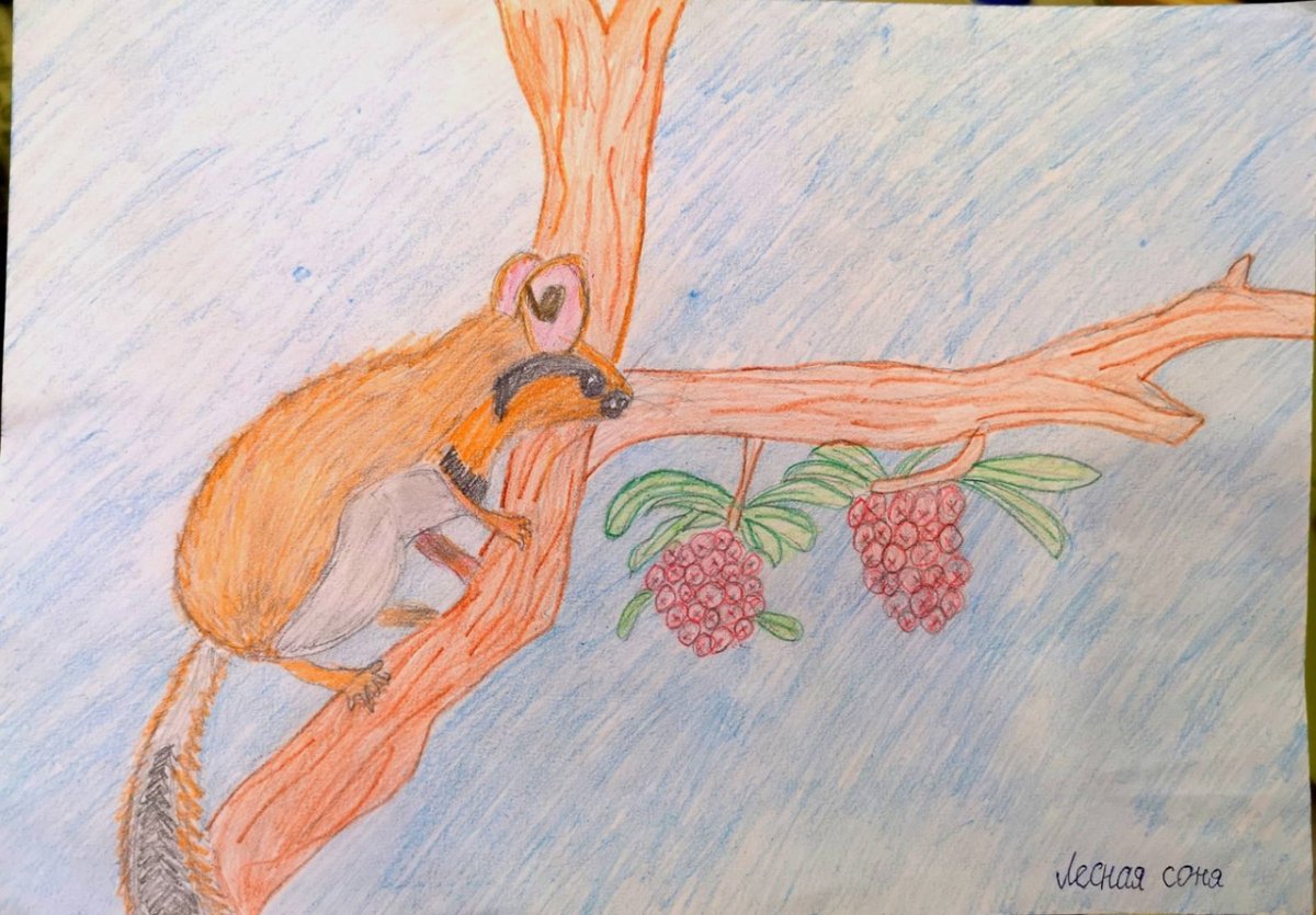 Лесная Соня рисунок легкие