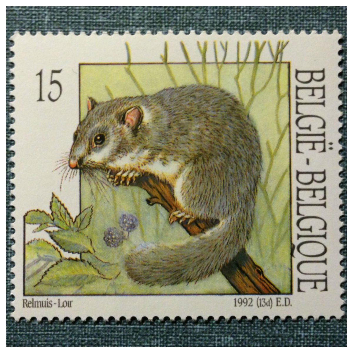 Полчок рисунок