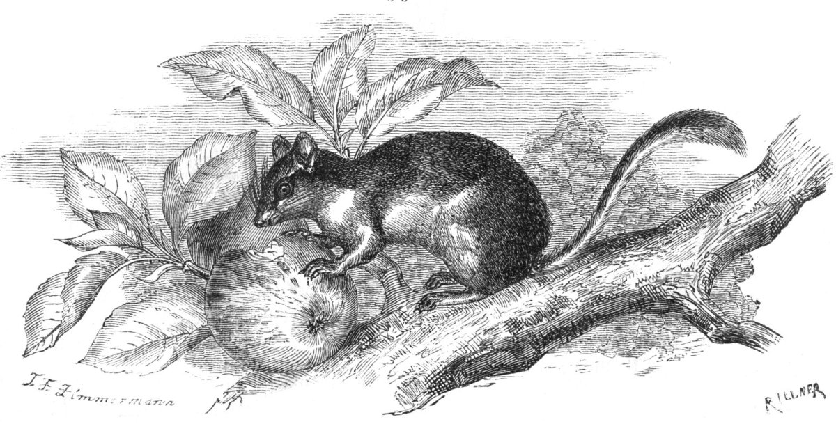 Соня Садовая описание