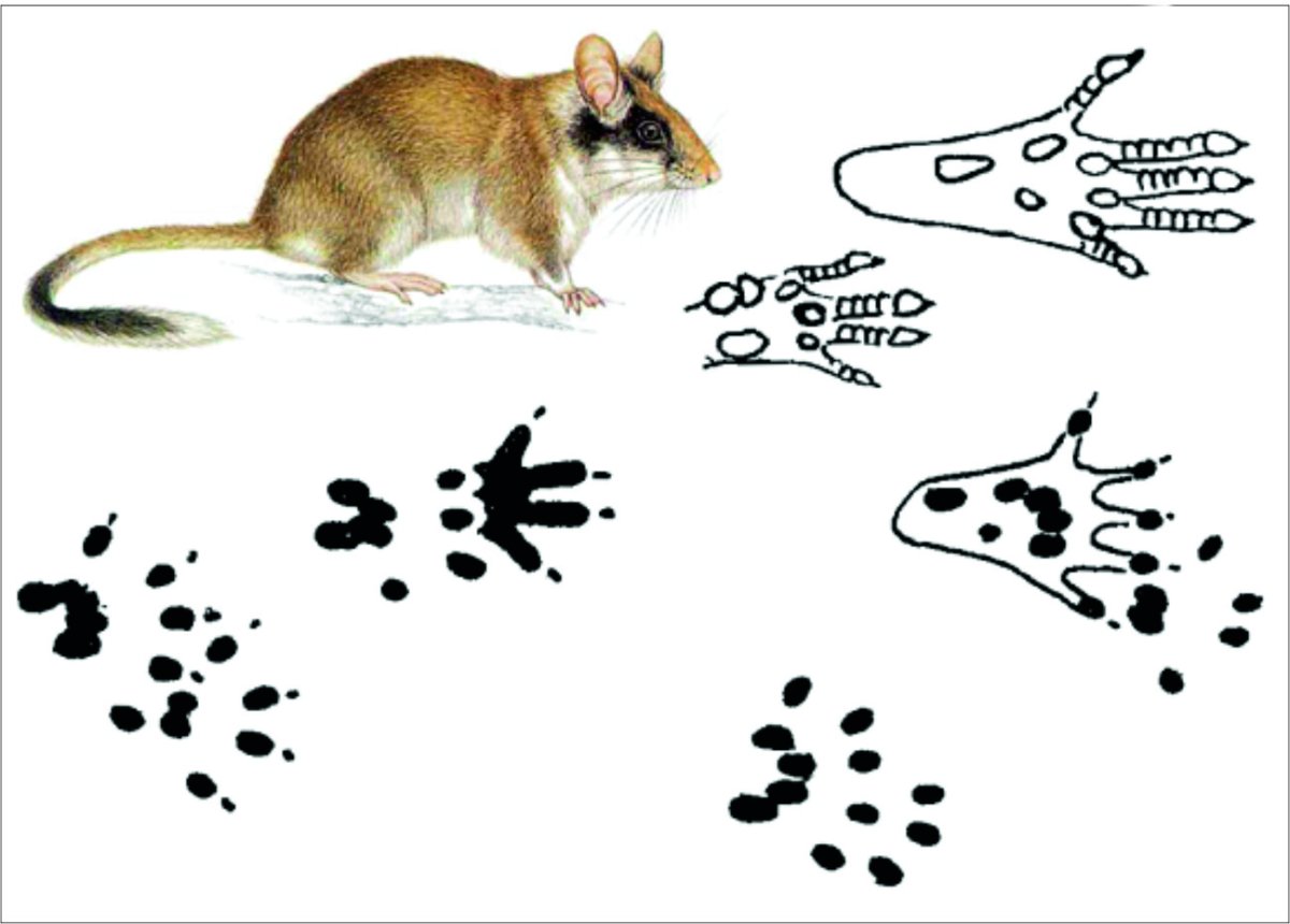 Следы Соня полчок