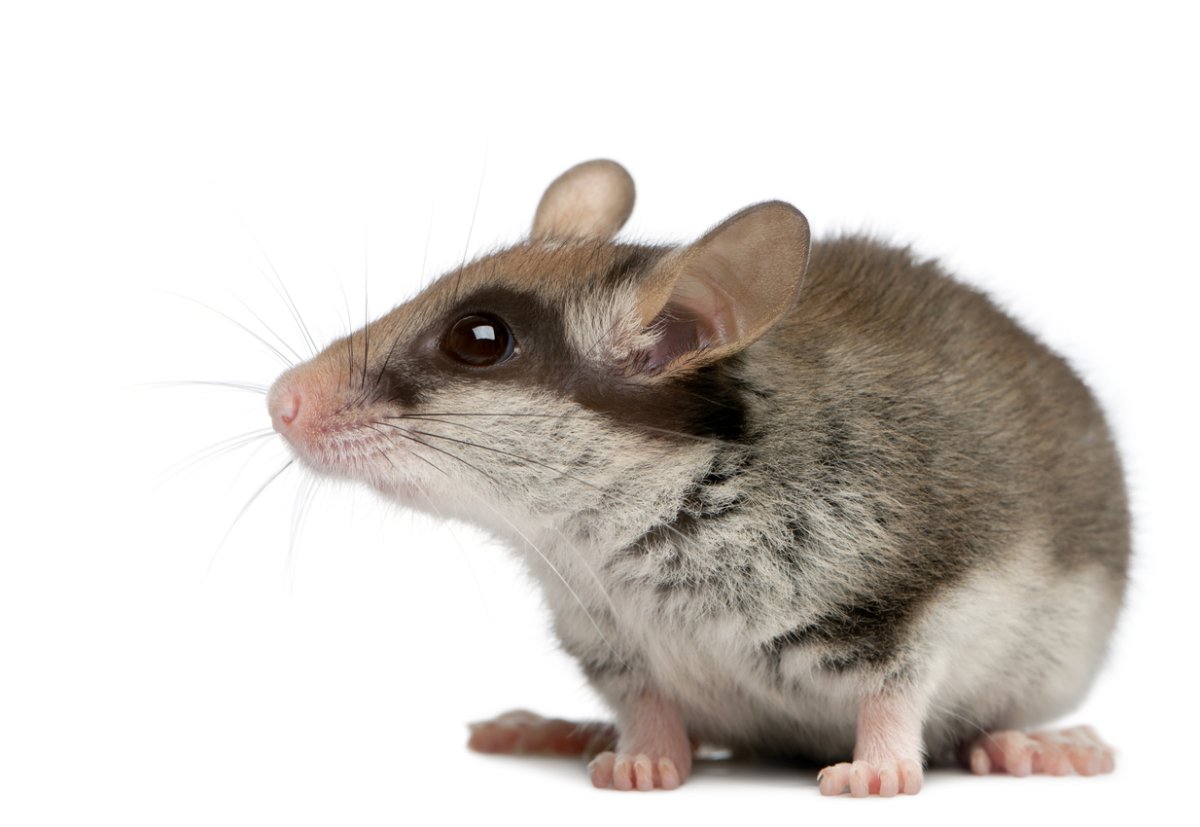 Лесная Соня на белом фоне