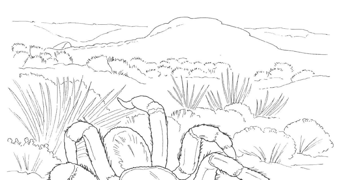 Раскраска пустыня для детей