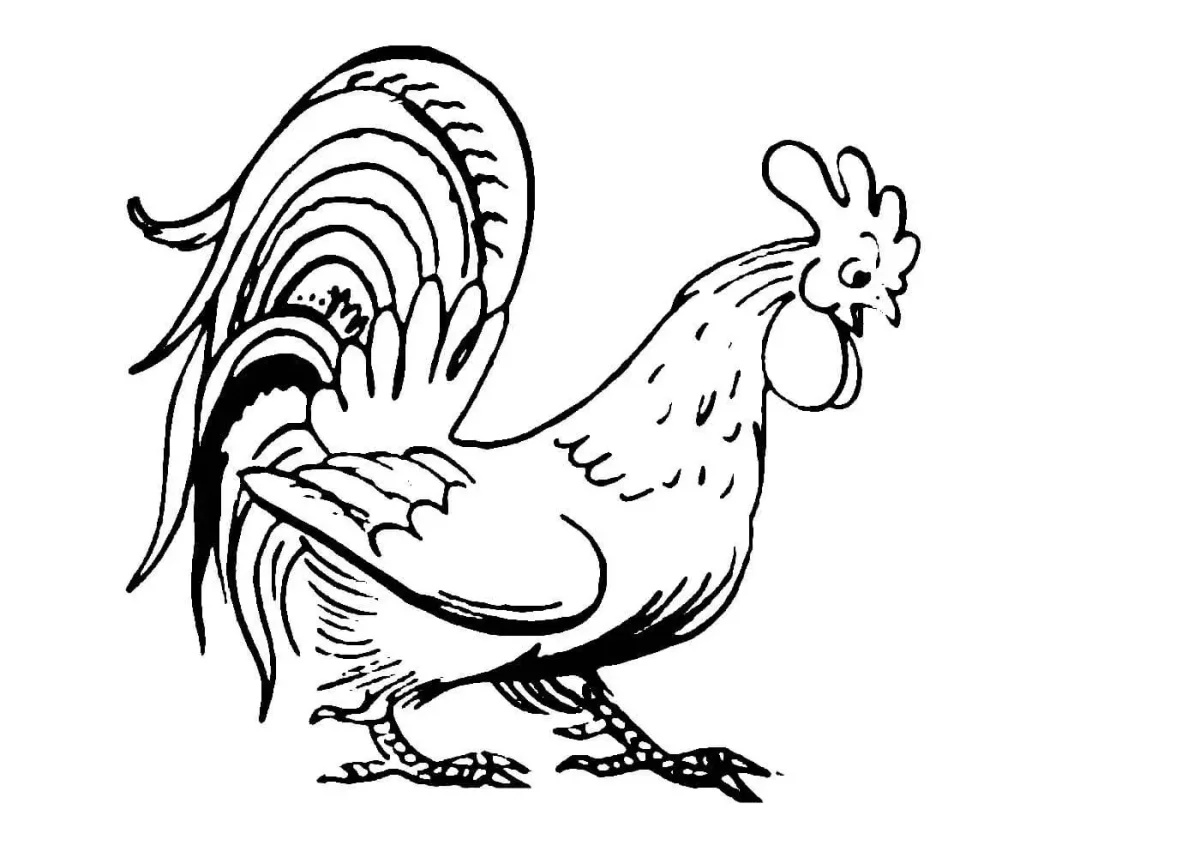 Петух раскраска Сутеев