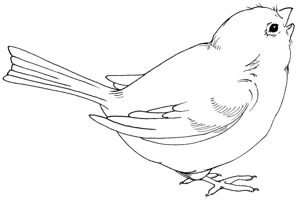 Цыпленок. Раскраски