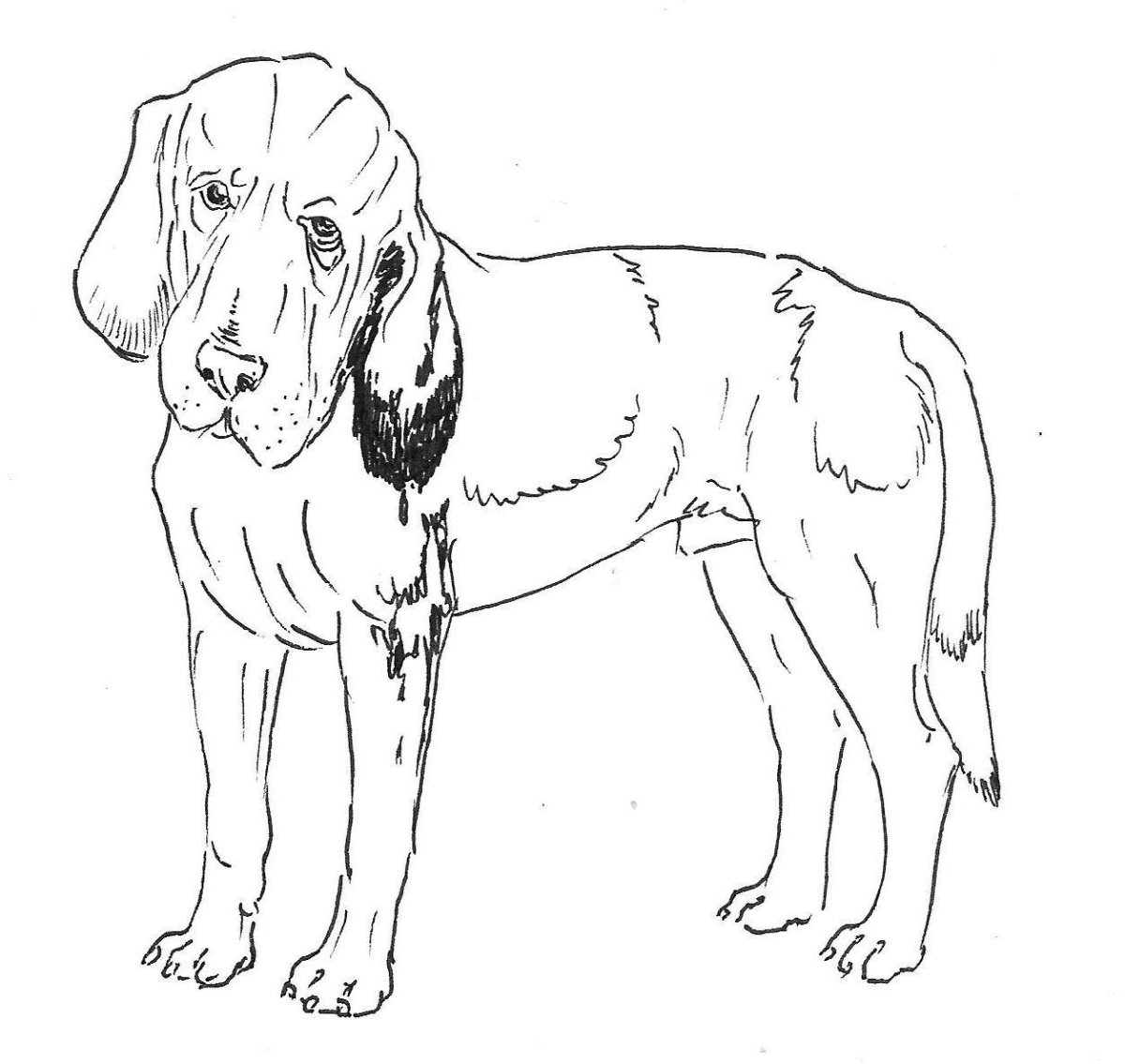 Раскраска большая собака