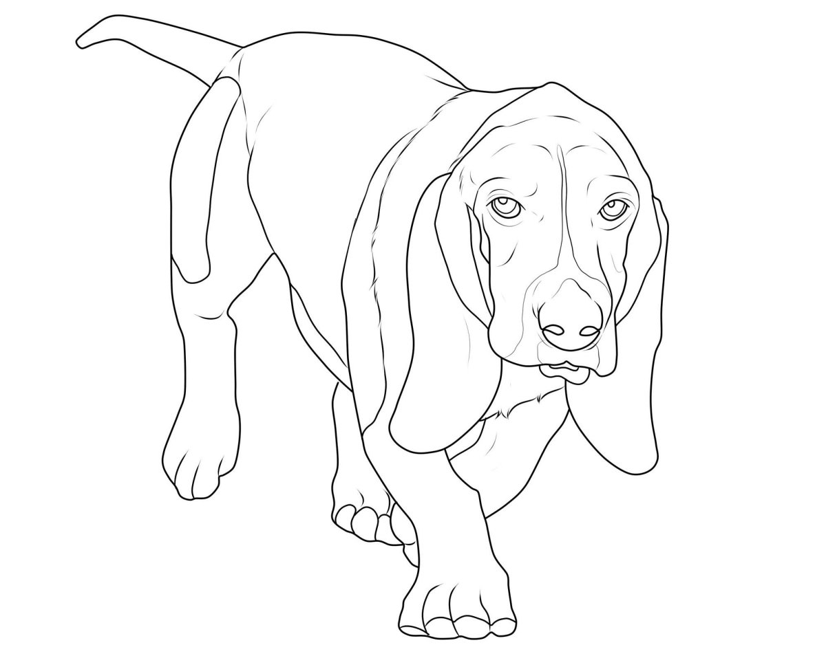 Венгерская выжла