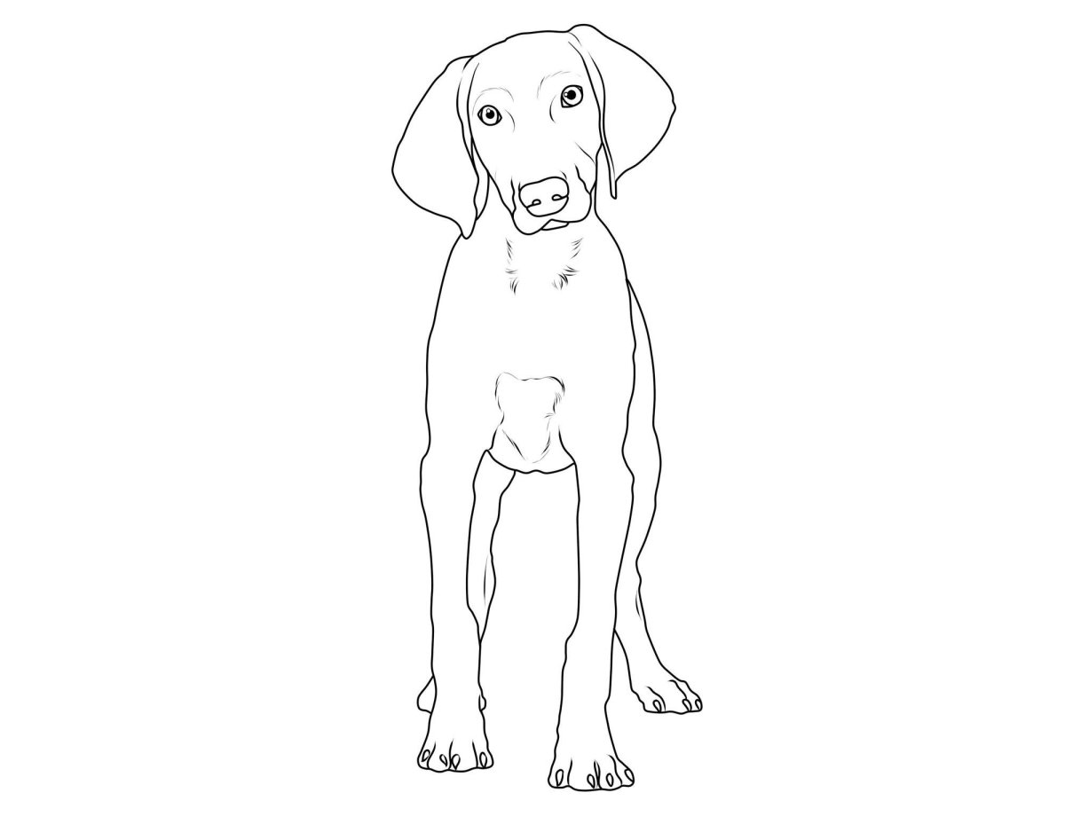 Раскраска охотничья собака