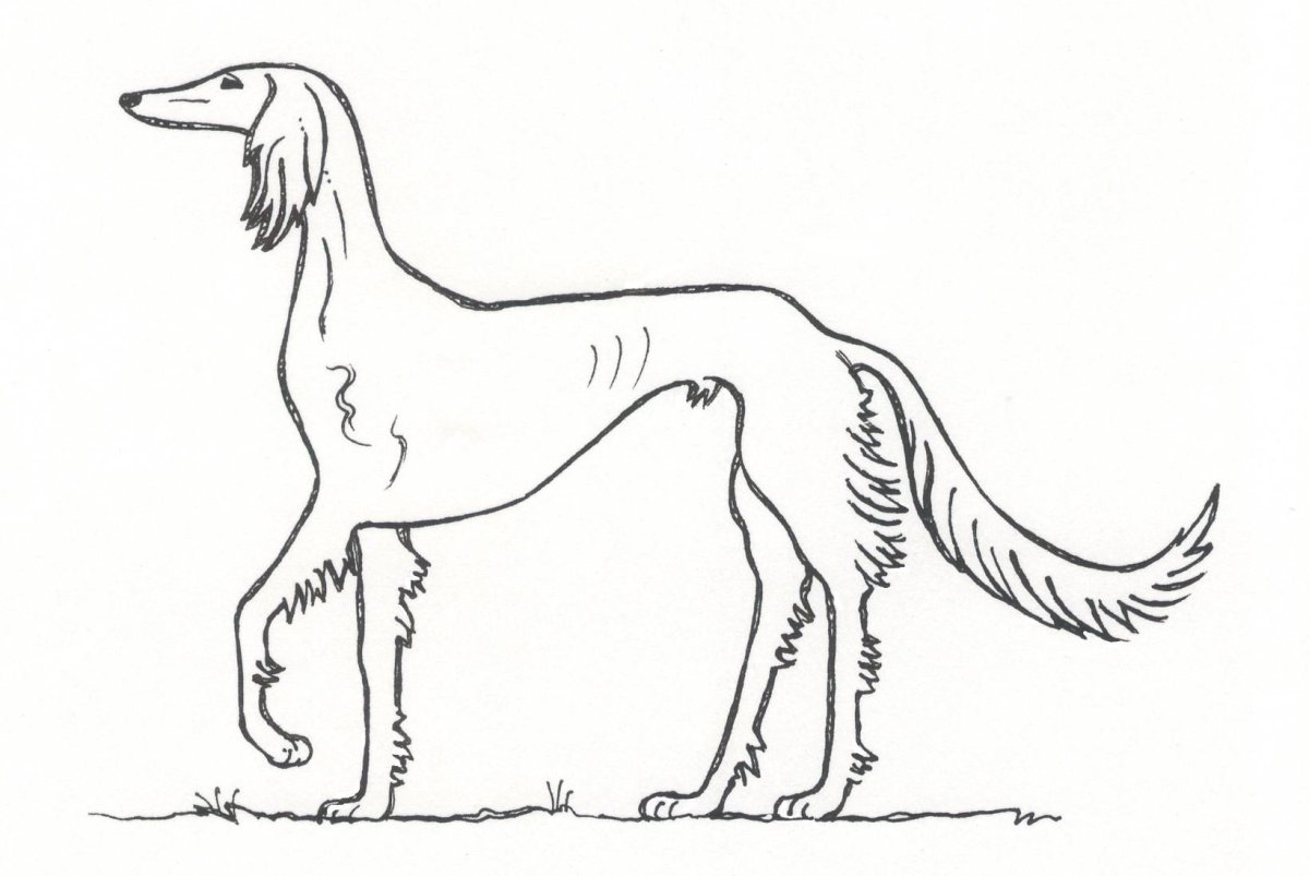 Бигль контур