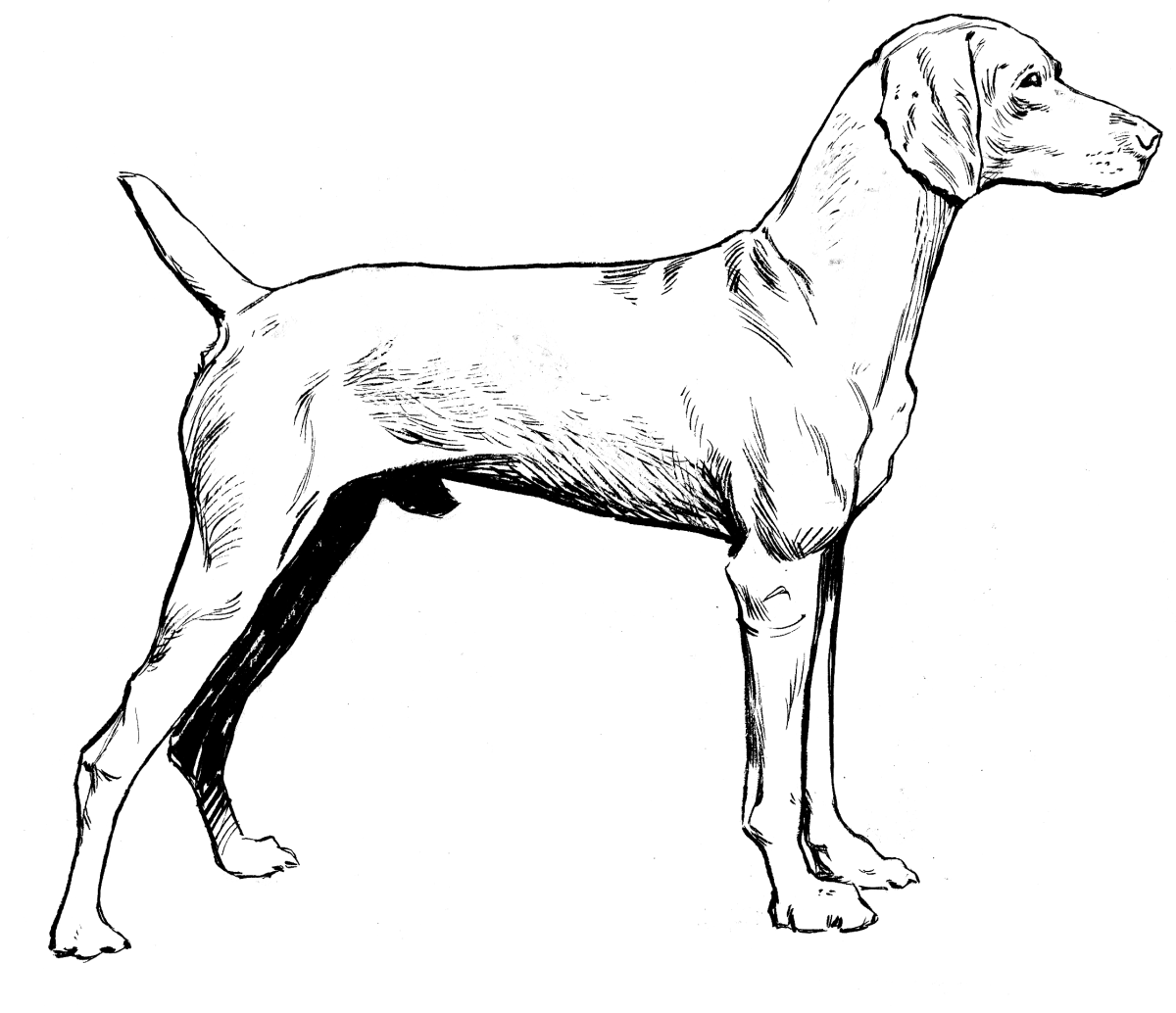 Борзая раскраска