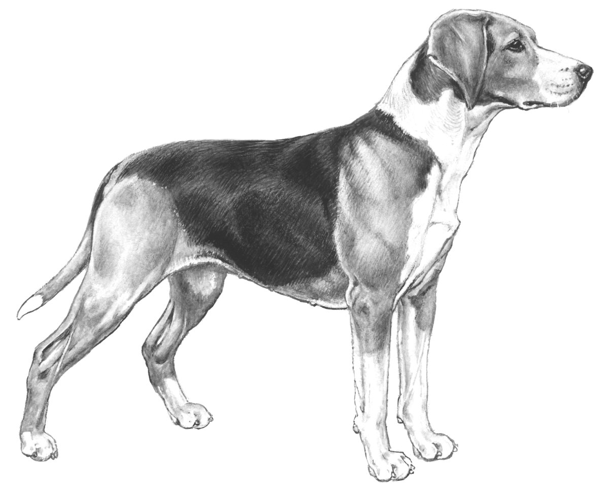 Раскраска Доберман