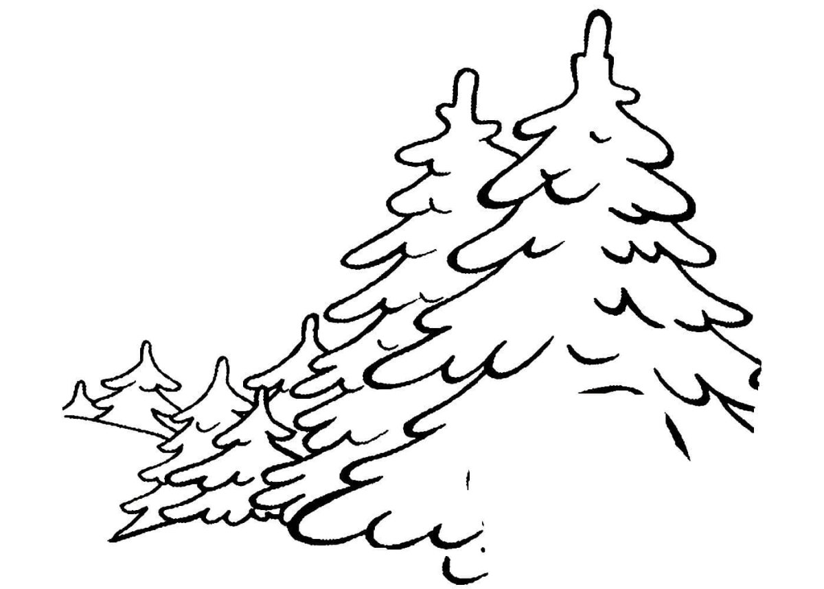 Раскраска елка лесная