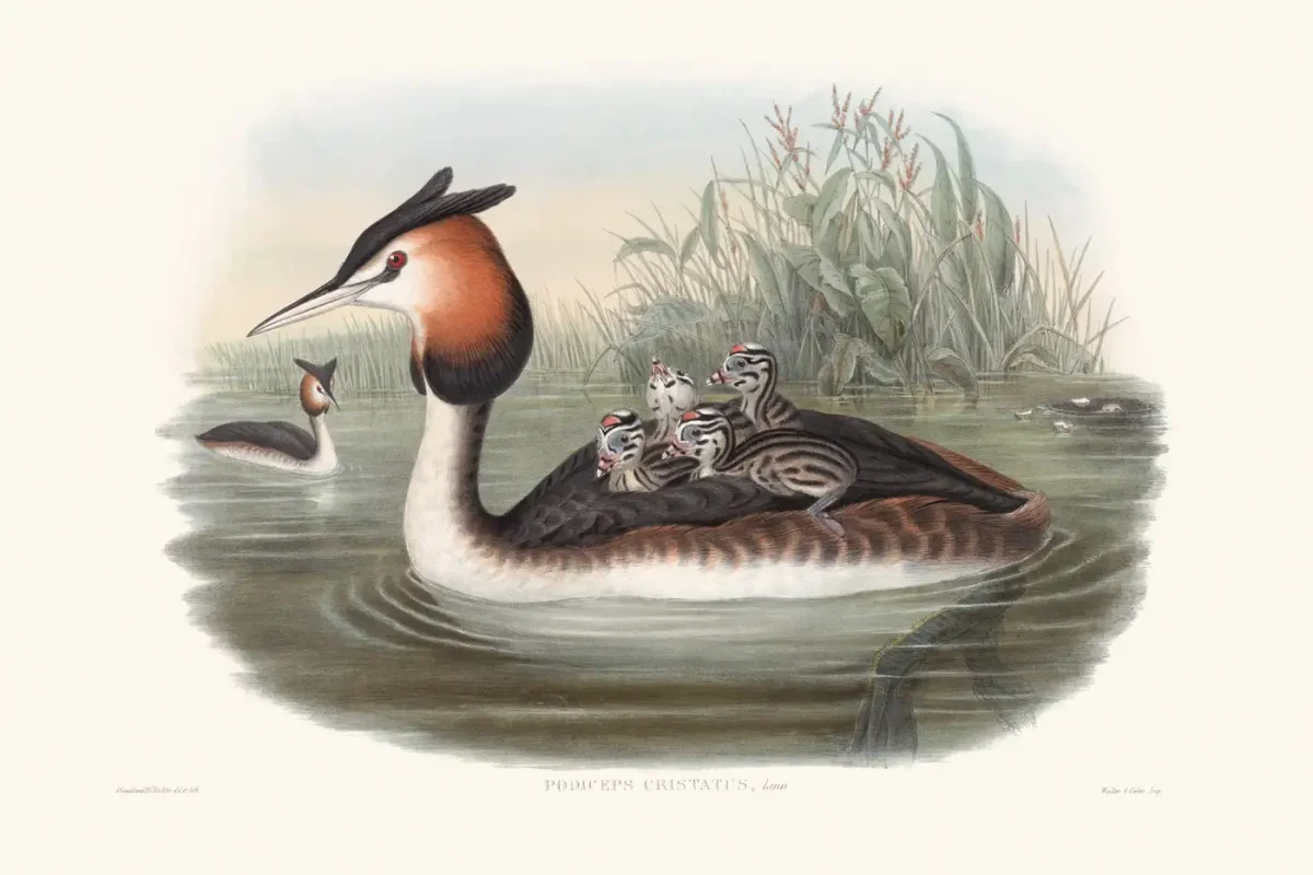 Чомга Лесные домишки