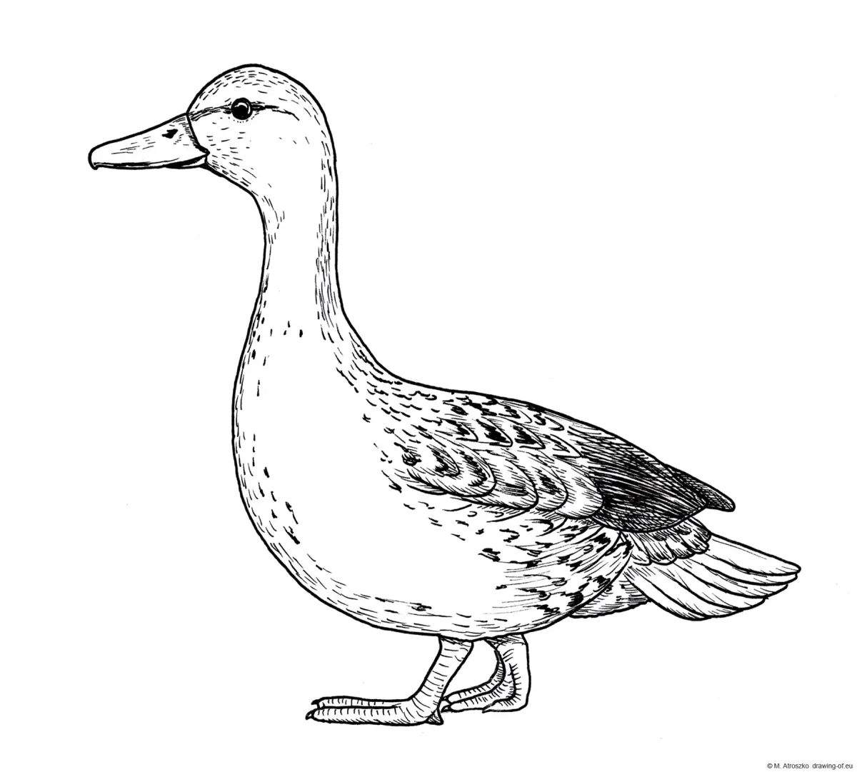 Чомга птицы Карелии