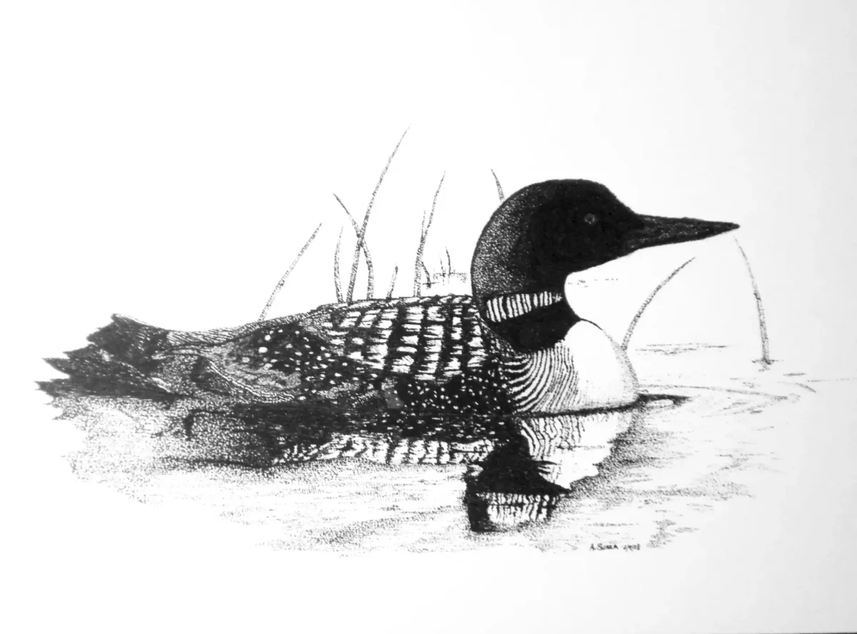 Малая поганка птица