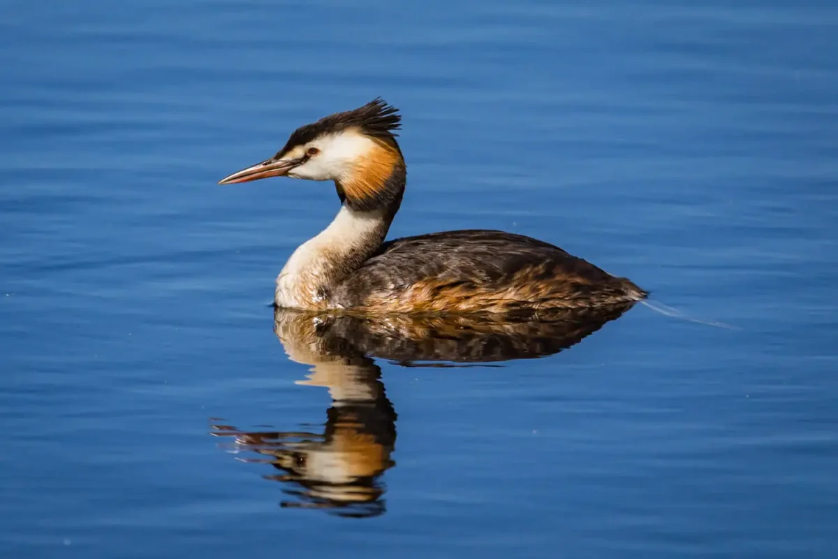 Бианки Лесные домишки раскраска