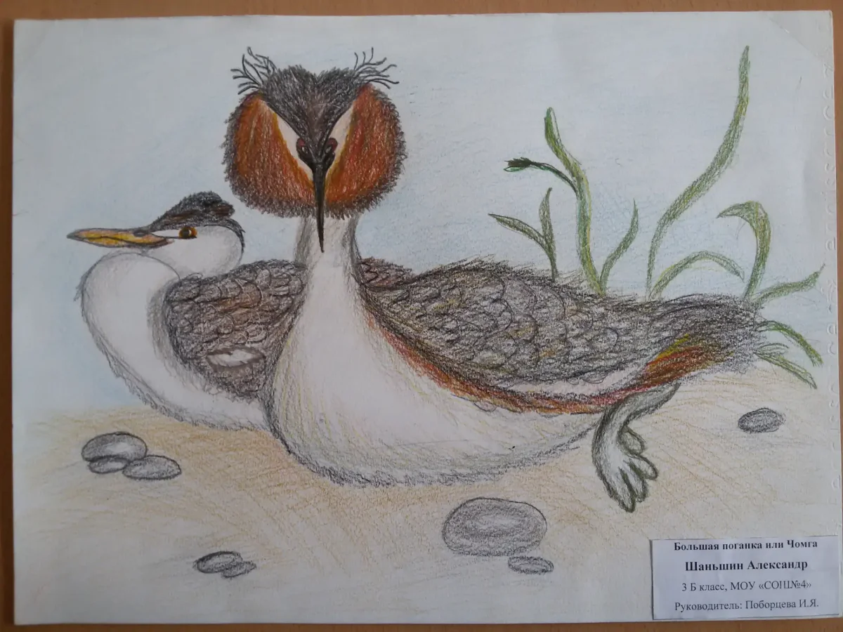 Чомга Лесные домишки