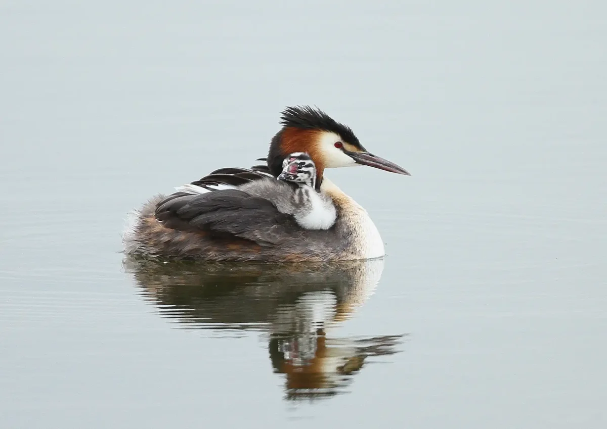 Птица большая поганка 5