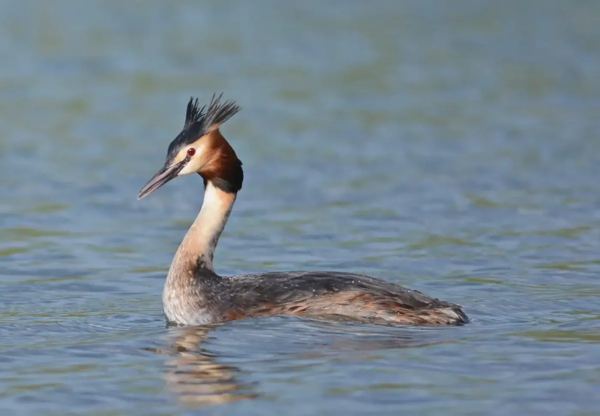 Красношейная поганка самец и самка
